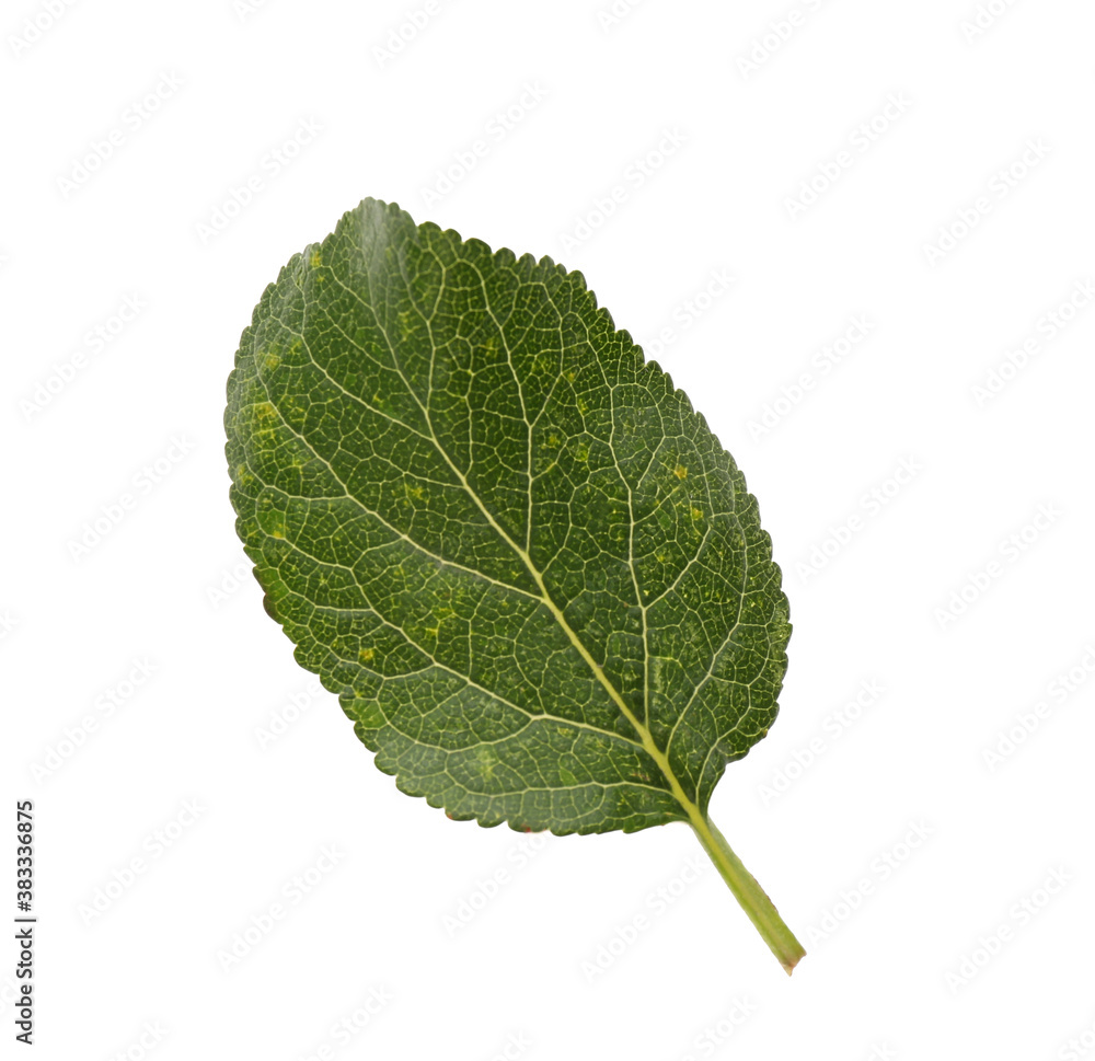 Fototapeta premium Fresh green plum leaf isolated on white