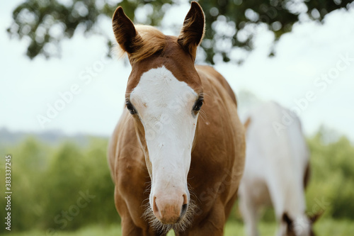portrait of a young colt horse