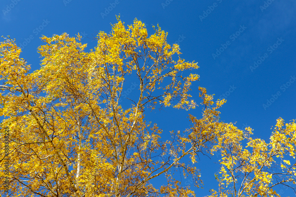 Yellow tree birch with blue sky in the fall. Beautiful bright autumn view with leaves and branches lit by natural sunlight. Yellow tree birch with blue sky in the fall. Beautiful bright autumn view with leaves and branches lit by natural sunlight.