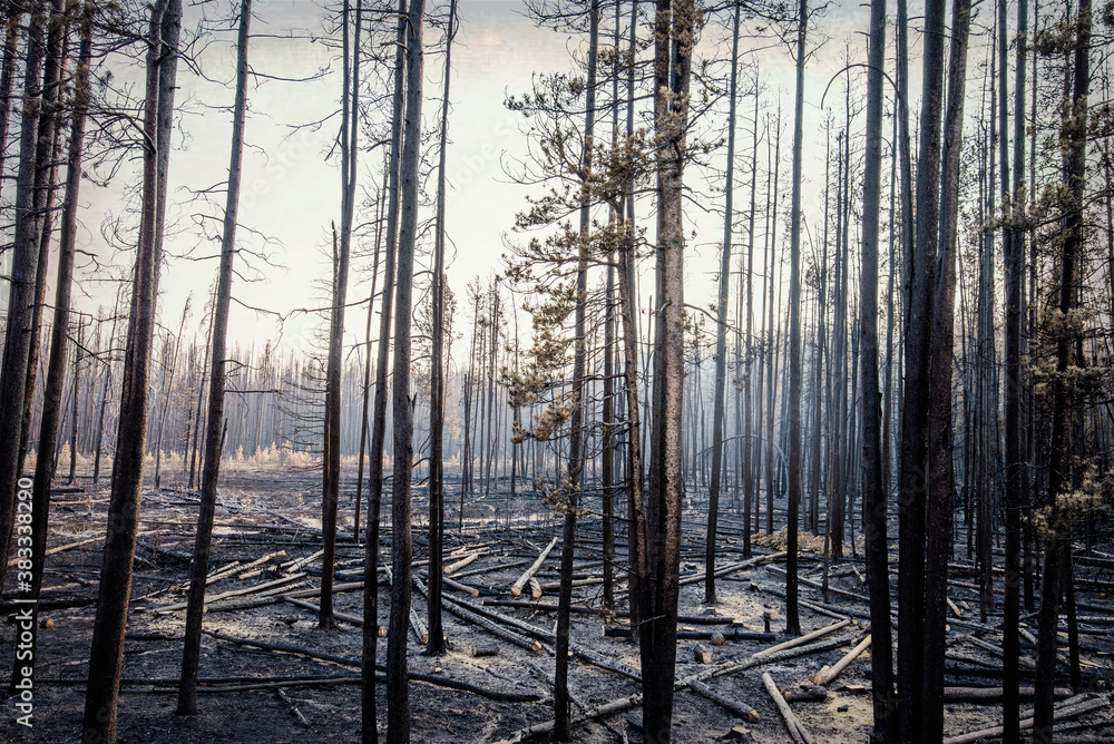 Pine forest after the Trap Creek fire north of Stanley, Idaho, in September 2020. Pine forest after the Trap Creek fire north of Stanley, Idaho, in September 2020.