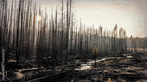 Pine forest after the Trap Creek fire north of Stanley, Idaho, in September 2020.