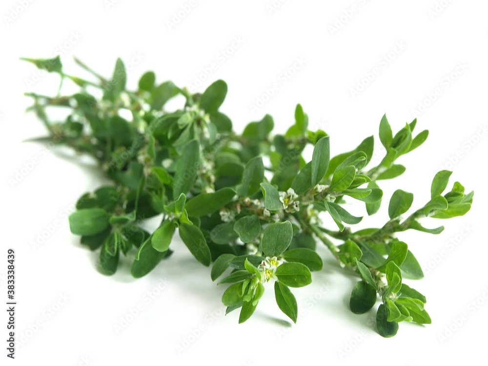 Common knotgrass (Polygonum aviculare) Common knotgrass (Polygonum aviculare)