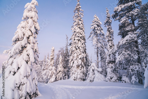 Breathtaking wild forest view with snow fir and spruce on natural landscape destination, white wood environment in Riisitunturi Lapland national park in winter season