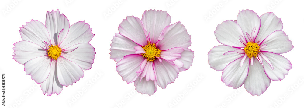 Cosmos flower blossom entirely isolated on white background. Delicate pink white cosmos flower, isolate design Cosmos flower blossom entirely isolated on white background. Delicate pink white cosmos flower, isolate design