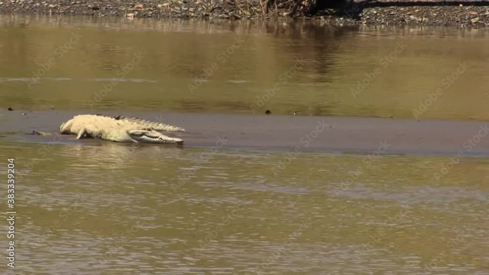 Crocodile resting in the sun on the banks of the Tarcoles River in Costa Rica. Crocodile resting in the sun on the banks of the Tarcoles River in Costa Rica.