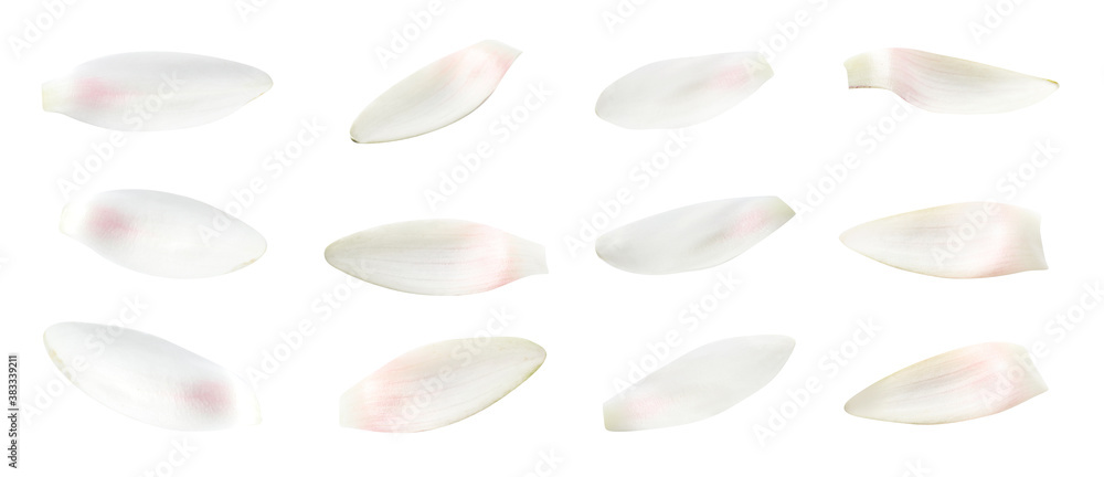 Set of beautiful lotus flower petals on white background. Banner design Set of beautiful lotus flower petals on white background. Banner design