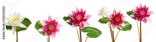 Set of beautiful lotus flowers on white background. Banner design