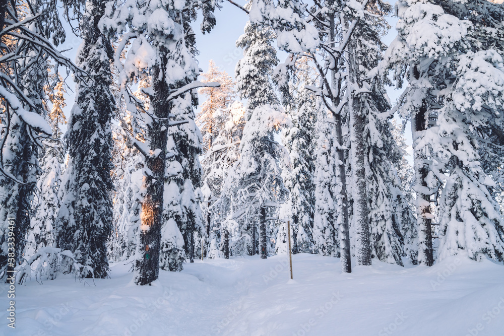 White beautiful trees covered with frost and snow during winter season Riisitunturi national park view with tall spruce on north White beautiful trees covered with frost and snow during winter season Riisitunturi national park view with tall spruce on north