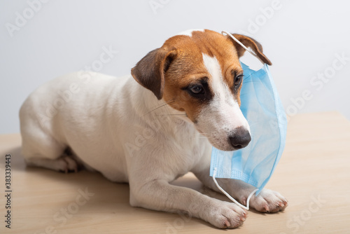 A dog wearing a mask protects from coronavirus