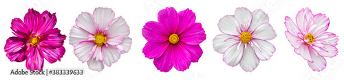 Cosmos flower blossom entirely isolated on white background. Five summer beautiful pink magenta cosmos flower, isolate design