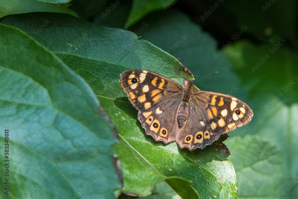 brauner Schmetterling auf einem Blatt brauner Schmetterling auf einem Blatt