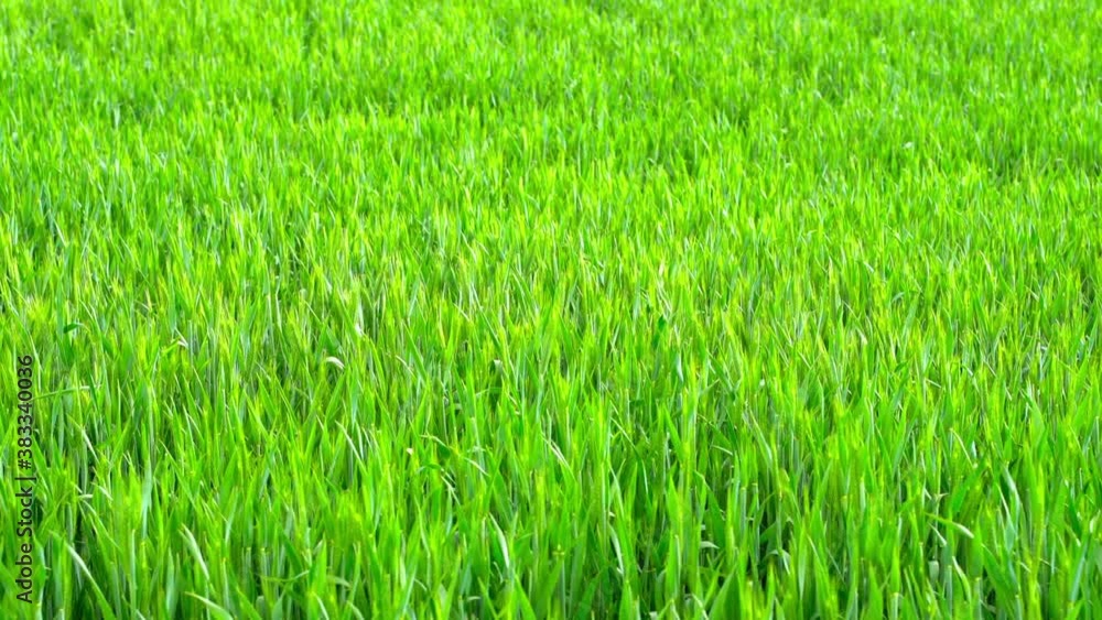 A agricultural field in spring in the sunset. A agricultural field in spring in the sunset.