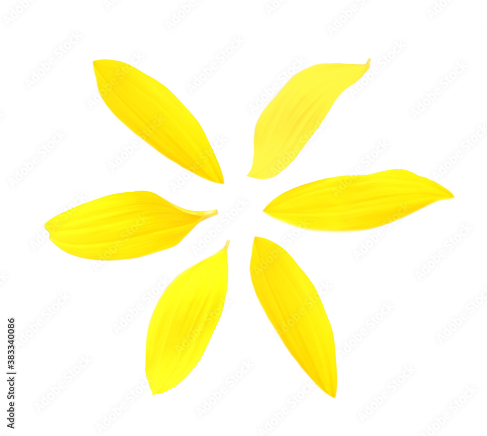 Bright yellow sunflower petals on white background