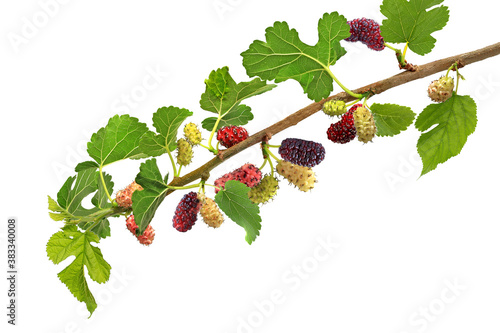 Wallpaper Mural Branch of black mulberry isolated on white Torontodigital.ca