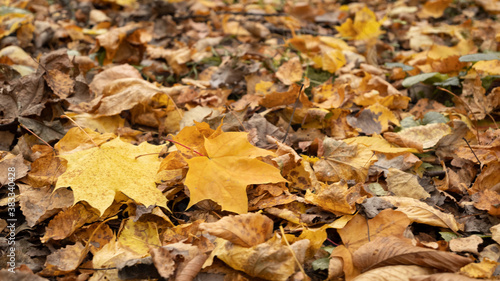 Two fallen yellow maple leaves on dries leaves background