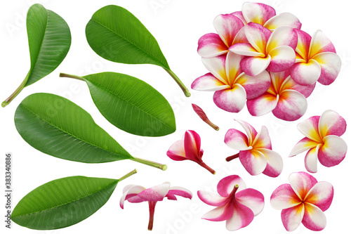 variety of plumeria flowers and leaves isolated on white background 