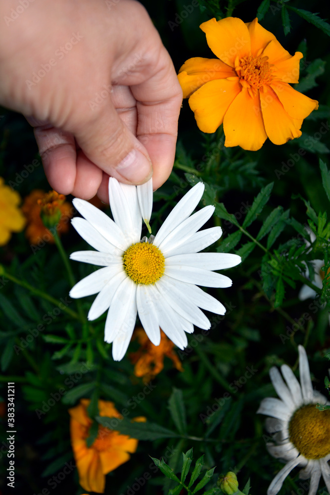 Divination on a Daisy. The girl tears off a petal and guesses at love. Autumn flower of love and desire. Flowering shrubs in the garden design. Divination on a Daisy. The girl tears off a petal and guesses at love. Autumn flower of love and desire. Flowering shrubs in the garden design.