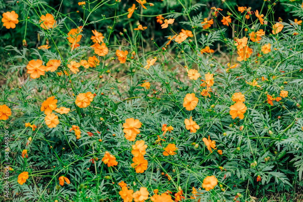 Orange wildflowers in bloom
