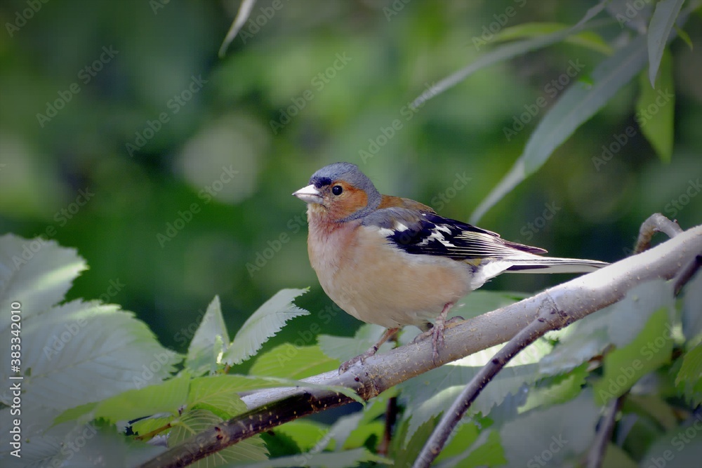 robin on a branch robin on a branch
