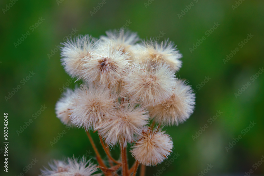 White flower with fluffy seeds close-up. Abstract plant background. White flower with fluffy seeds close-up. Abstract plant background.