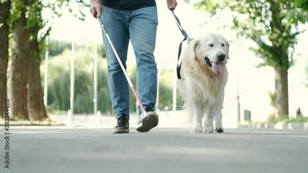 Blind attractive man walking with guide dog in park, good trained golden retriever. Blind attractive man walking with guide dog in park, good trained golden retriever.
