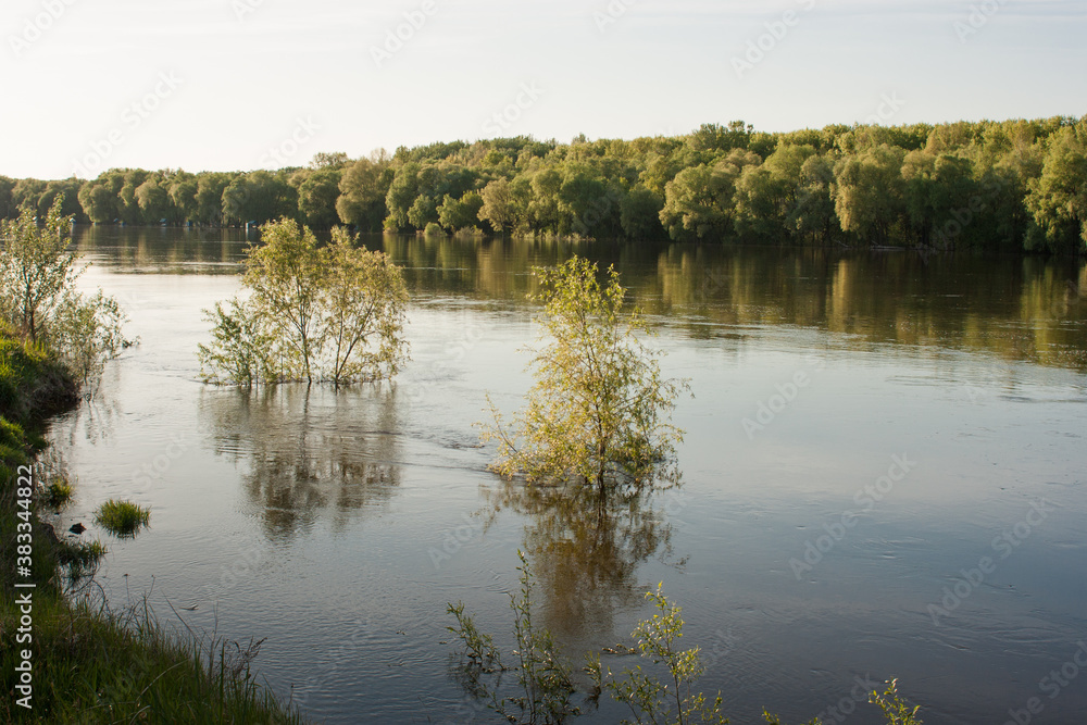 Obraz premium reflection of trees in the water