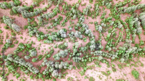 Aerial view of pine trees at the mountain