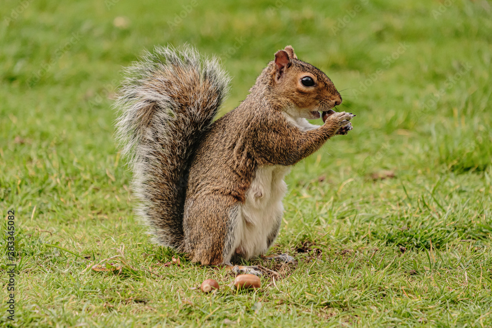 Obraz premium Squirrel eating hazelnut fruit in garden