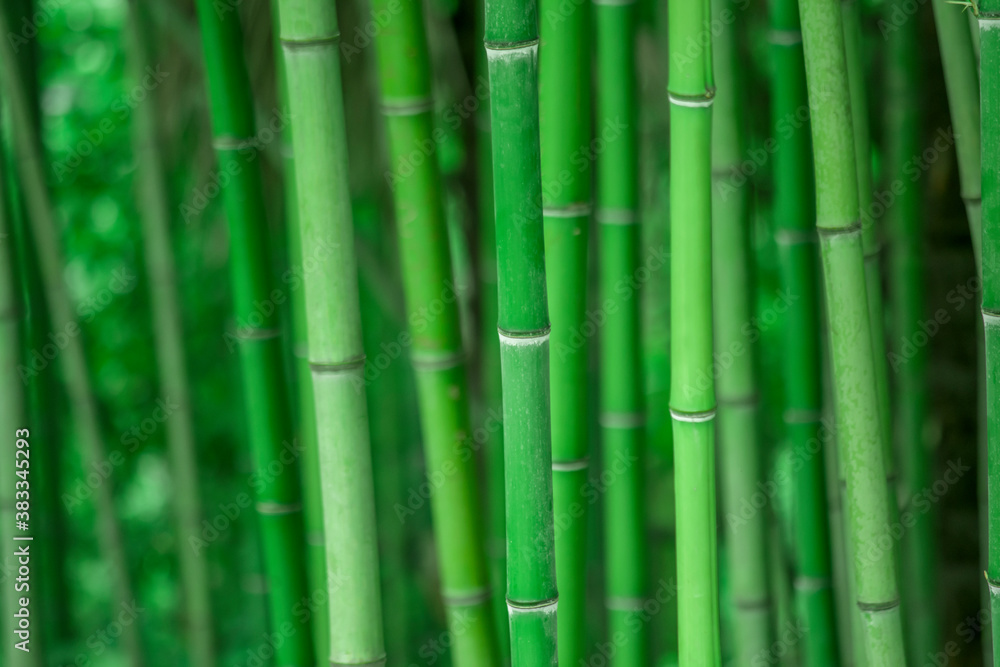 Bamboo forest, natural green background in the Sochi arboretum. Bamboo forest, natural green background in the Sochi arboretum.