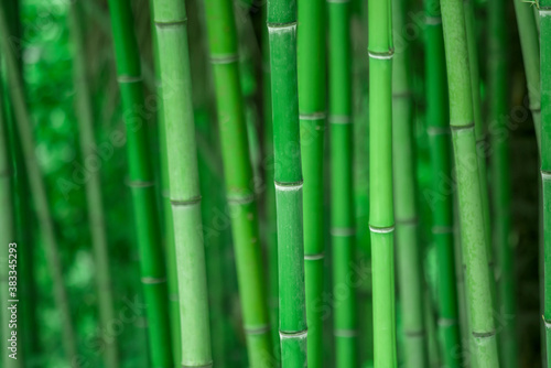 Bamboo forest  natural green background in the Sochi arboretum.