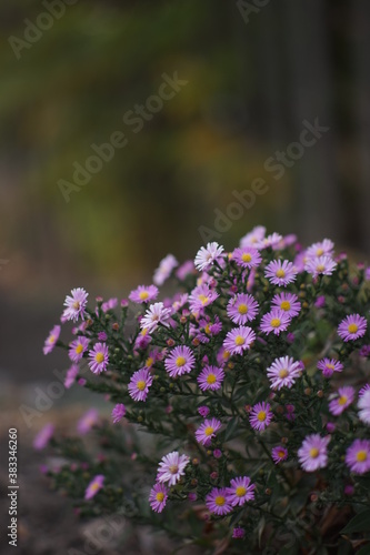 purple flowers bush grow in autumn garden