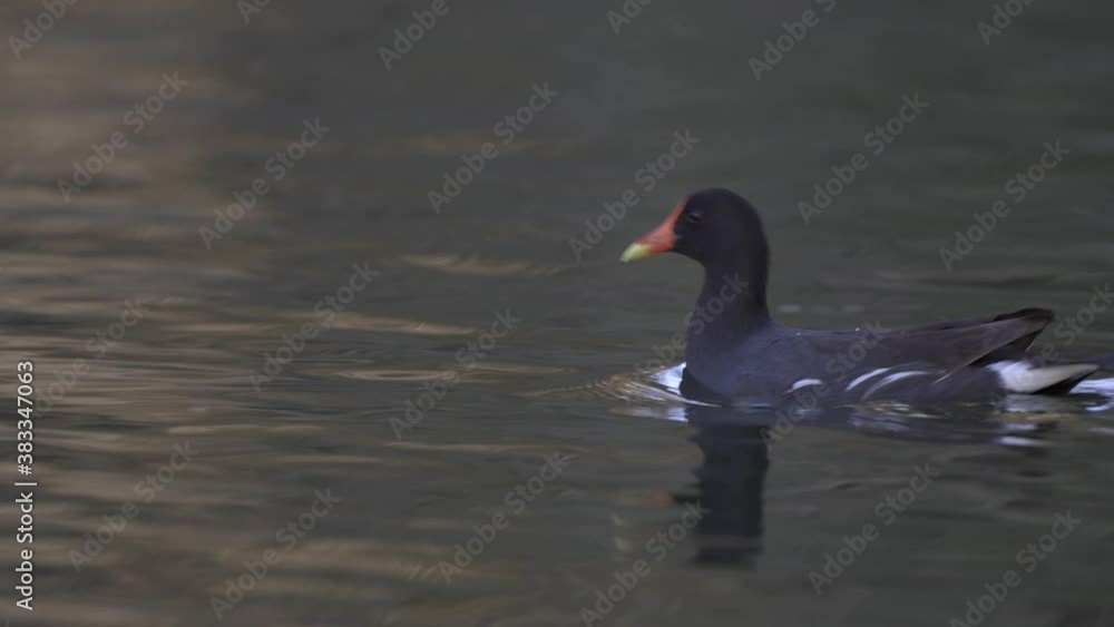 Close side view of common moorhen swimming in dark water in sunlight Close side view of common moorhen swimming in dark water in sunlight