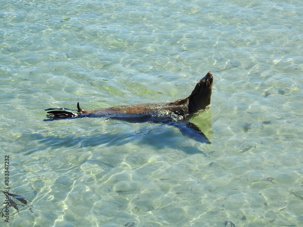 California Sea Lion swimming around, in the crystal clear waters of Monterey Bay. California Sea Lion swimming around, in the crystal clear waters of Monterey Bay.