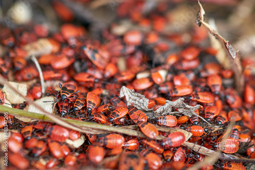 many large and small, old and young fire bugs, Pyrrhocoridae photo