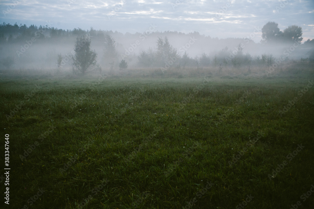 misty morning in the forest