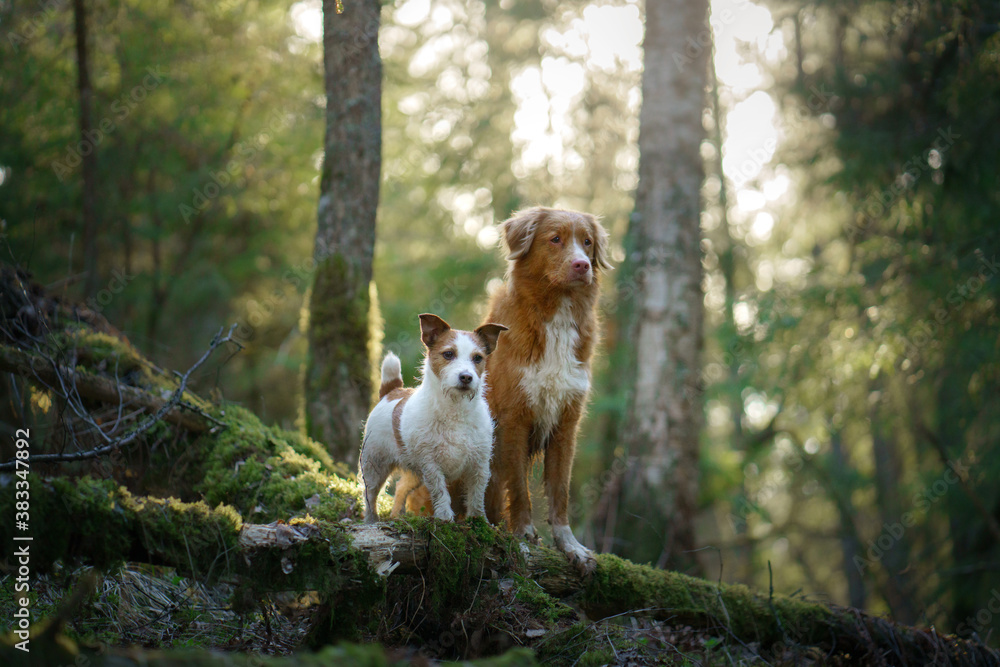 two dogs in the forest. Nova Scotia Duck Tolling Retriever and Jack Russell Terrier in nature. Pet friendship. 