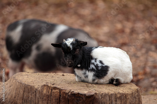 Goat kid in domestic farm. Cute dwarf yeanling enimal. Adorable happy pet. Little goatling on stump