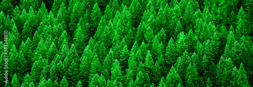 Lush Green Pine Forest of Trees Mountainside Wilderness Environment