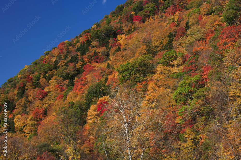 紅葉の山