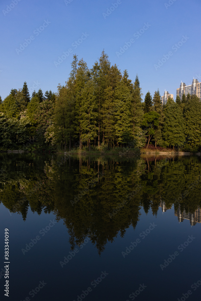 Green trees by the lake in which the trees are reflected. Multi-story buildings can be seen behind the trees. Vertical orientation