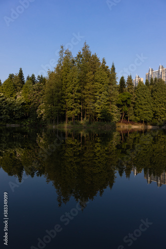 Green trees by the lake in which the trees are reflected. Multi-story buildings can be seen behind the trees. Vertical orientation