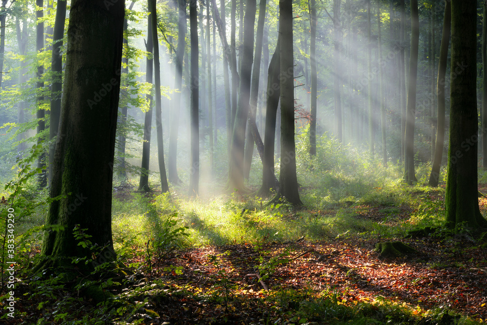 Obraz premium Beautiful sunny morning in the forest