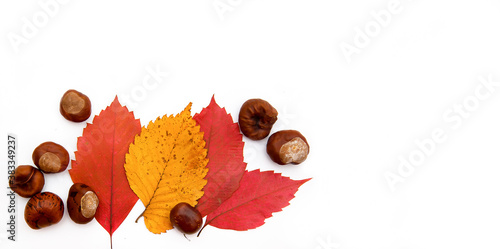 Multicolored autumn leaves and chestnuts on a white background. Copy space