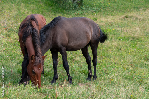 Two horses standing in the summer pasture eating green grass  Svaneti  Georgia.