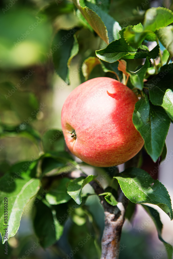 Ripe sweet apple fruits growing on a apple tree branch in orchard. Green living concept. Ripe sweet apple fruits growing on a apple tree branch in orchard. Green living concept.