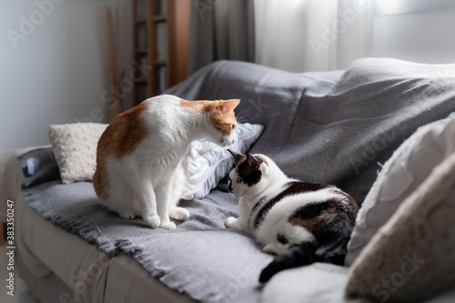 gato blanco y marron huele la cabeza de un gato blanco y negro encima del sofa
