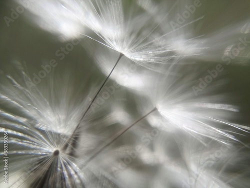 dandelion seed head