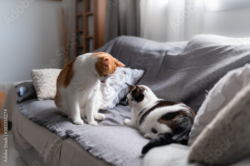 dos gatos domesticos en el sofa