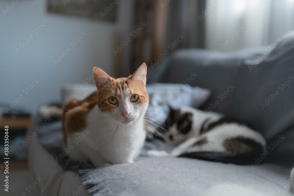 gato domestico de color marron con ojos amarillos acostado en el sofa, mira a la cámara gato domestico de color marron con ojos amarillos acostado en el sofa, mira a la cámara