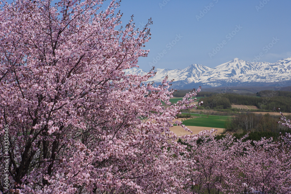 桜